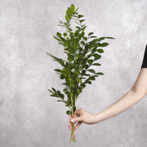 Coffee Leaves 3 stems per bunch