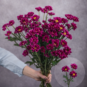 Chrysanthemums Hot Pink Daisies Mini (Yellow Center) 5 stems per bunch