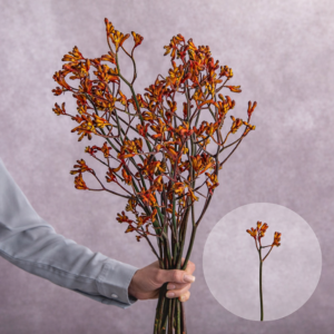Kangaroo Paws Orange 5 stems per bunch