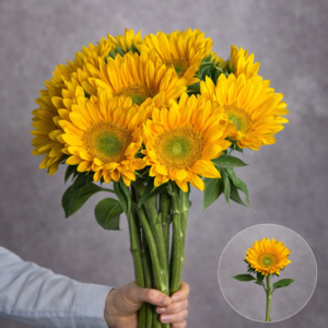 Sunflower Yellow Center 5 stems per bunch
