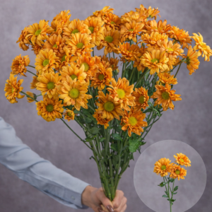 Chrysanthemums Orange Daisies 5 stems per bunch