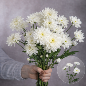 Chrysanthemums White Flat 5 stems per bunch