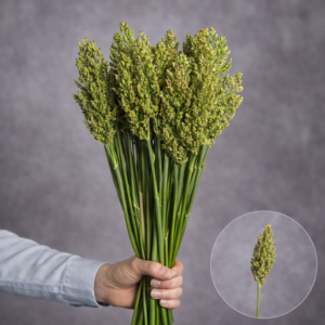 Broomcorn Sorghum Green 10 stems per bunch