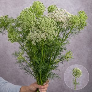 Queen Anne's Lace (Ammi) White 5 stems per bunch