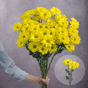 Chrysanthemum Yellow Daisy (Green Center) 5 stems per bunch