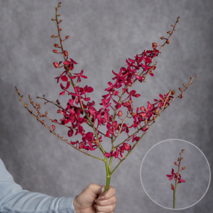 Mokara Orchids Hot Pink 2 stems per bunch