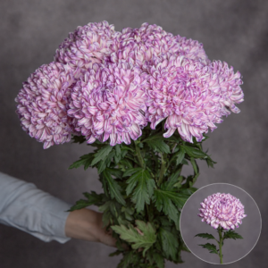 Chrysanthemum Commercial Lavender 3 stems per bunch