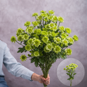 Chrysanthemums Green Daisies 5 stems per bunch