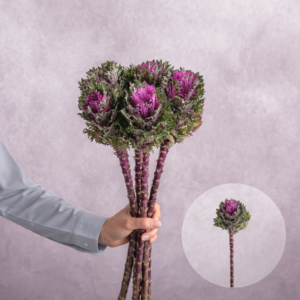 Cabbage Purple Ornamental 5 stems per bunch