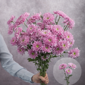 Chrysanthemums Pink Flat 5 stems per bunch