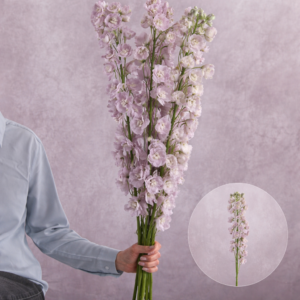 Delphinium Pink 3 stems per bunch