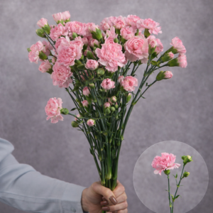 Carnations Light Pink Mini 10 stems per bunch