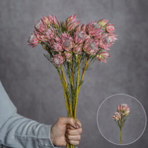 Blushing Bride (Serruria) Pink 3 stems per bunch