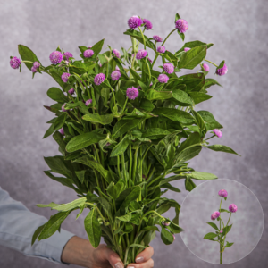 Gomphrena Pink sold by the bunch