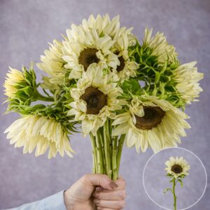 Sunflower White 5 stems per bunch