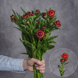 Strawflower Dark Red 10 stems per bunch