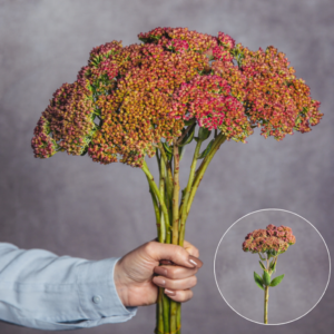 Sedum Dark Pink 10 Stems per Bunch