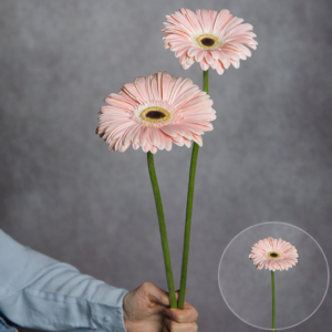 Gerbera Light Pink (Black Center) 2 stems per bunch