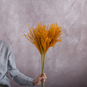 Miscanthus Copper 5 stems per bunch