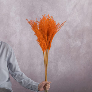 Miscanthus Orange 5 stems per bunch