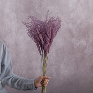 Miscanthus Lavender 5 stems per bunch