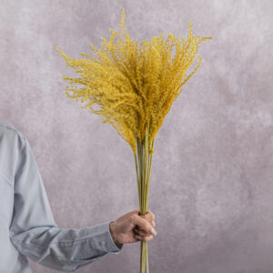 Miscanthus Yellow 5 stems per bunch