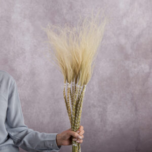 Stipa Cream 5 stems per bunch