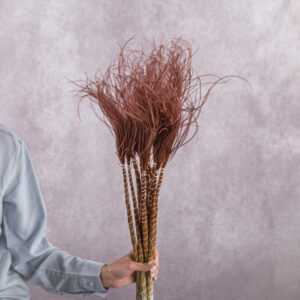 Stipa Brown 5 stems per bunch