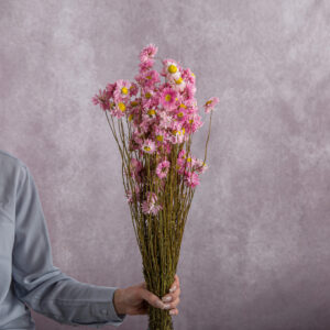 Acroclinium Pink sold by the bunch