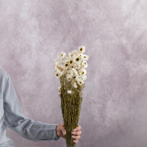 Acroclinium White sold by the bunch