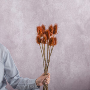 Teasels Orange 5 stems per bunch