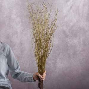 Betula Branches Gold 10 stems per bunch
