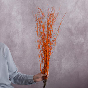 Betula Branches Orange 10 stems per bunch