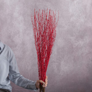 Betula Branches Red 10 stems per bunch