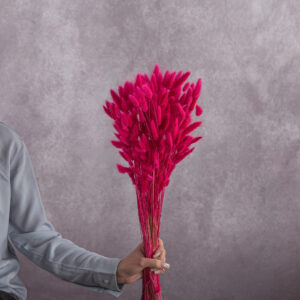 Lagurus Hot Pink sold by the bunch