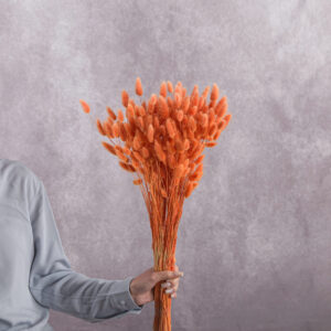 Lagurus Salmon sold by the bunch