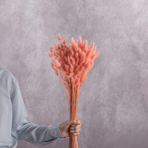 Lagurus Pink sold by the bunch