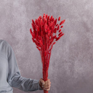 Lagurus Red sold by the bunch