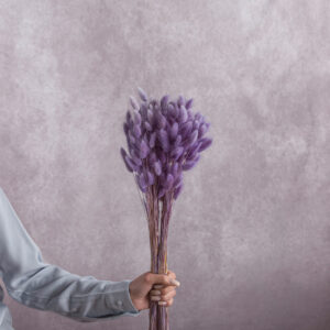 Lagurus Purple sold by the bunch