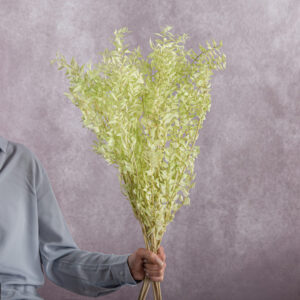 Ruscus Preserved Light Green 5 stems per bunch