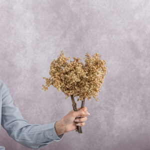 Schinus Cream 5 stems per bunch