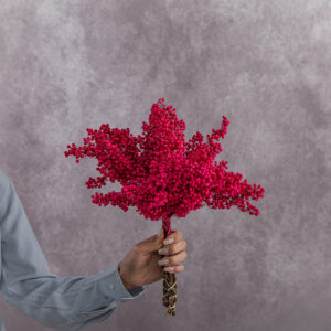 Schinus Hot Pink 5 stems per bunch