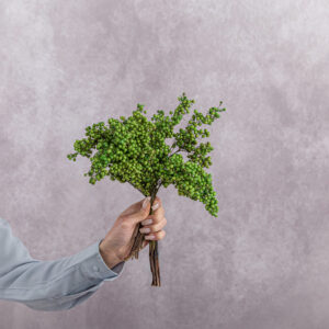 Schinus Green 5 stems per bunch