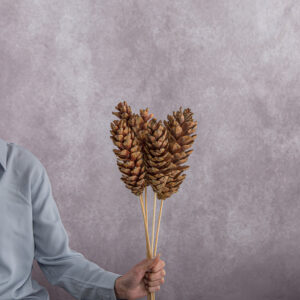Pine Cones Brown 5 stems per bunch