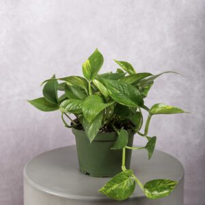 Pothos Golden Plant (6 Inches)