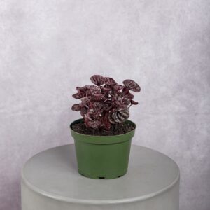 Peperomia Burgundy Plant (6 Inches)