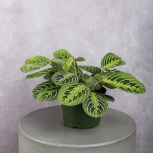 Marantha Lime Green Plant (6 Inches)