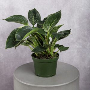 Philo Birkin Plant (6 Inches)