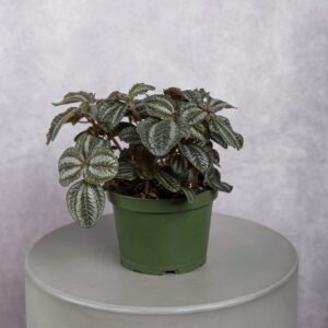 Peperomia Brown Plant (6 Inches)