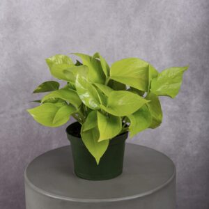 Pothos Neon Plant (6 Inches)
